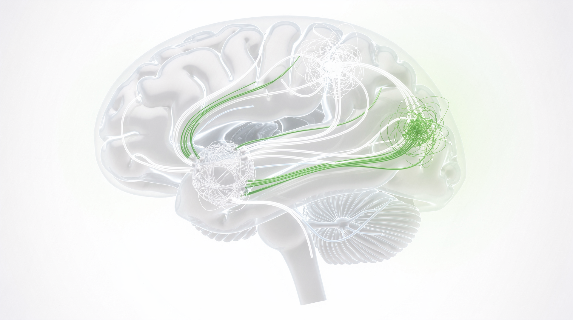 Aju skemaatiline kujutis, kus on esile tõstetud hirmu ja sotsiaalse valuga seotud piirkonnad. See illustreerib, kuidas tagasilükkamise hirm tekib neurobioloogilisel tasandil.